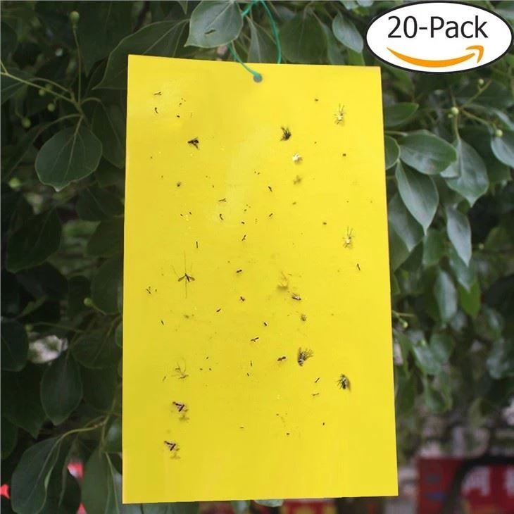 Pheromone Galben Sticky Trap